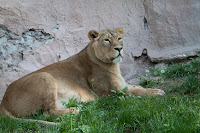 Löwe (Indisch)