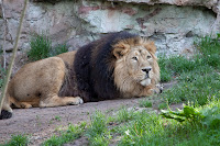 Löwe (Indisch)