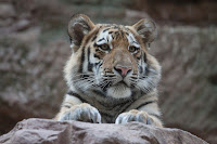 Amur Tiger