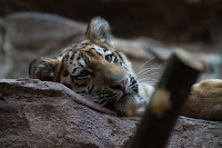 Amur Tiger