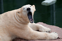 Eisbär (Vera)