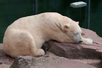 Eisbär (Vera)