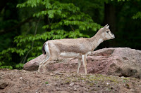 Kropfgazelle