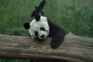 Bao-Bao