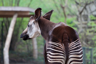 Okapi