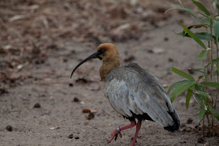 Brillenibis