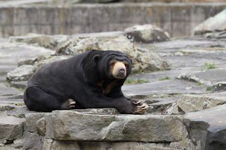 Malaienbär