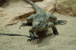 Nashornleguan