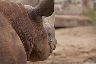 Spitzmaulnashorn