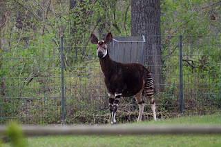 Okapi