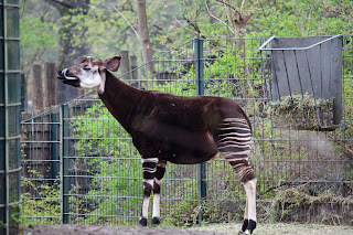 Okapi