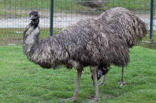 Emu