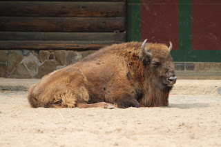 Wisent