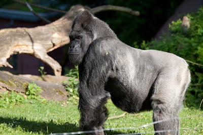 Flachlandgorilla (Fritz)
