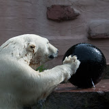 Eisbär (Vera)