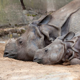 Panzernashorn