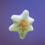 Seesternchen