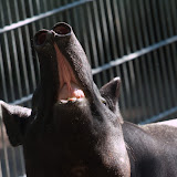 Schabrackentapir