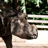 Panzernashorn (Purana)