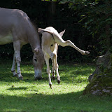 Somali-Wildesel