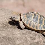 Griechische Landschildkröte