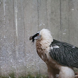 Bartgeier