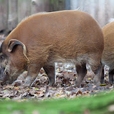 Pinselohrschwein
