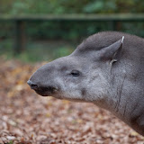 Flachlandtapir