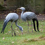 Paradieskranich