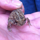American Toad