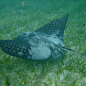 Spotted Eagle Ray