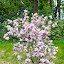 Magnolia tree Magnolia tree