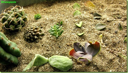 Stranepiante: Talee piante grasse in sabbia - Moltiplicazione