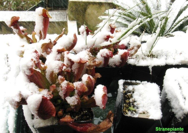 [piante carnivore sotto la neve a roma[2].jpg]