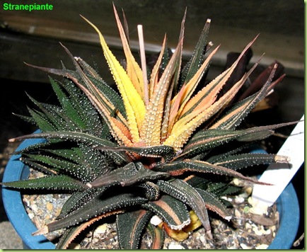 haworthia variegata