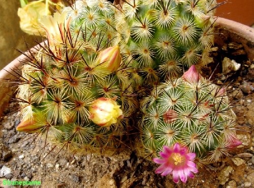 [Mammillaria-microhelia-fioritura[5].jpg]