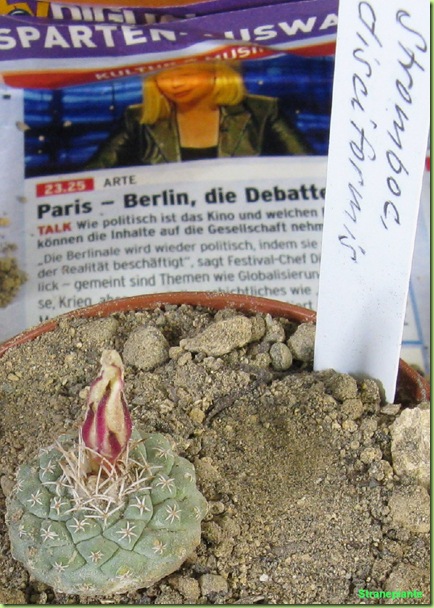 strombocactus disciformis