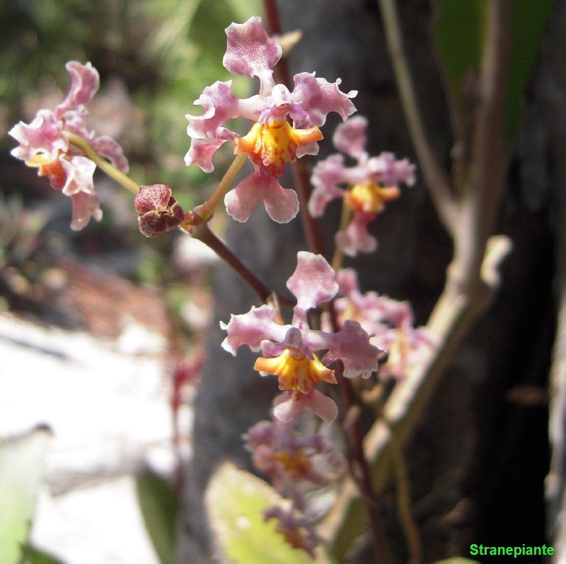 [orchidea-giardino-botanico-riviera-maya[3].jpg]