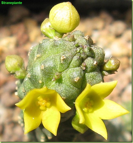 Echidnopsis cereiformis fiori e boccioli gialli