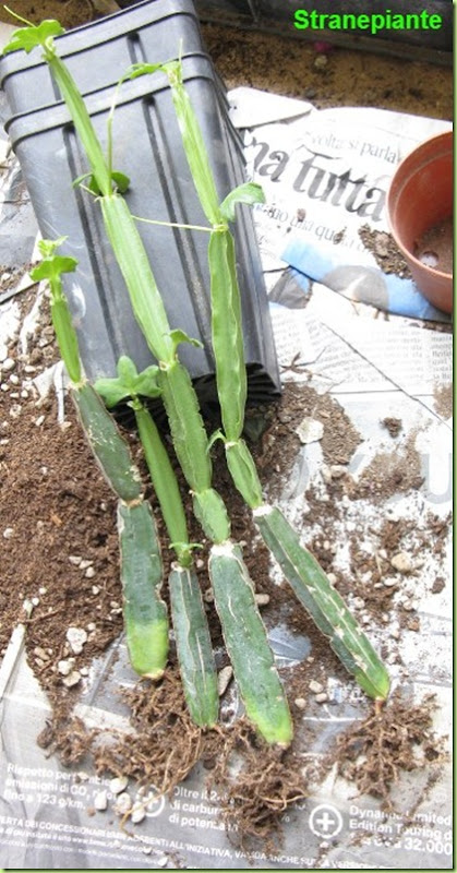 cissus cactiformis quadrangularis acquisto