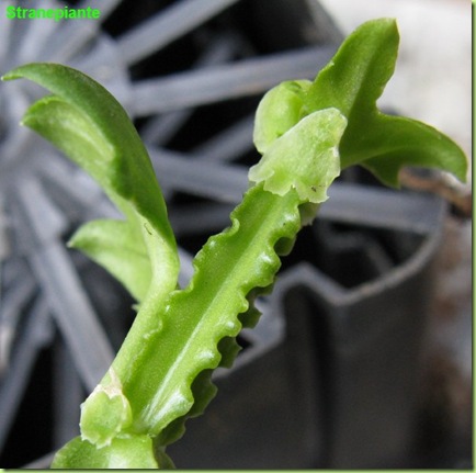 cissus cactiformis crescita