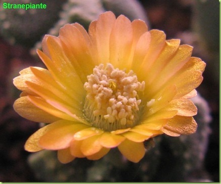 Aloinopsis Luckhoffii fiore