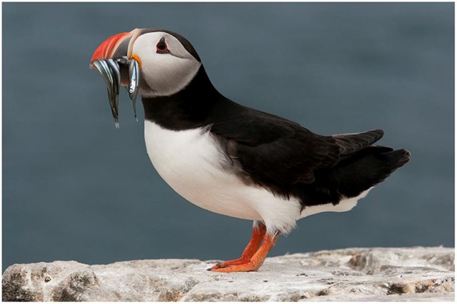 [PUFFIN_WITH_SAND_EELS_NR_VERSION4.jpg]