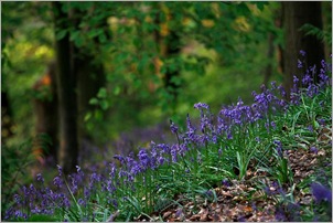 Houghall bluebell woods. tg
