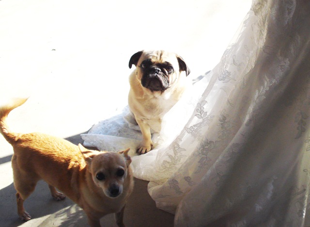 Wedding Dress Stains & What to do to Get Rid of Them