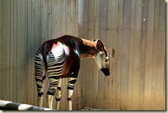 Wildlife Animal Park 061