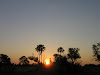Bush Sunset