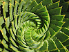 Spiral Aloe