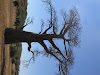 Baobab