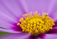 Macro - Flower